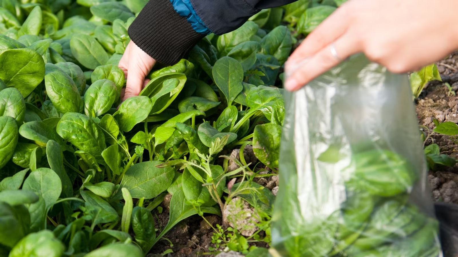 Store the spinach in a breathable container, such as a&nbsp;plastic bag with a few small holes