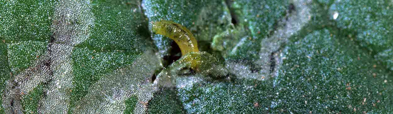 Pests That Cause Leaf Curling leafminers