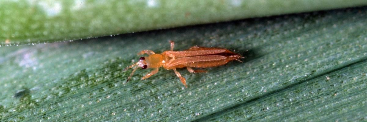 Pests That Cause Leaf Curling thrips