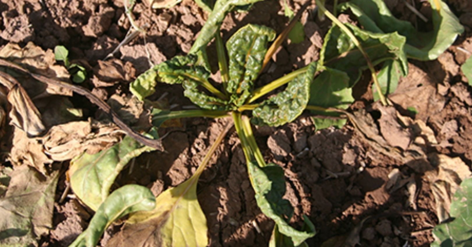 Spinach viruses such as beet curly top virus