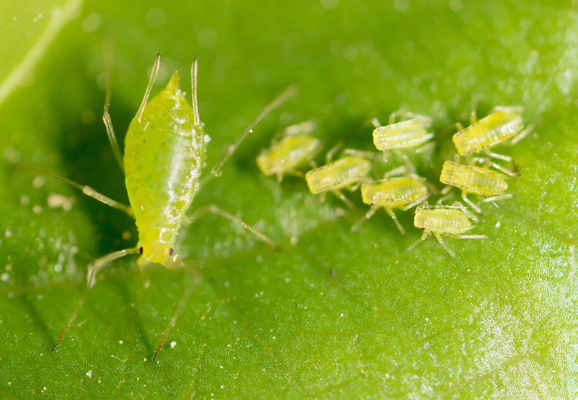 Pests That Cause Leaf Curling aphids