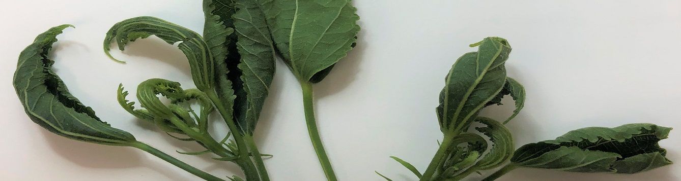 spinach herbicid  damage That Cause Leaf Curling