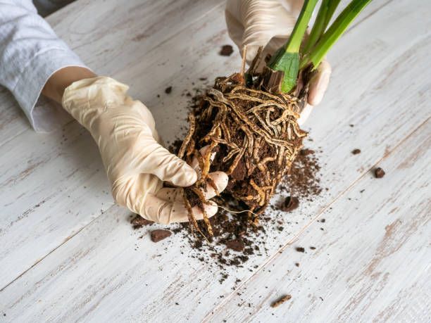 What Is Spinach Root Rot?