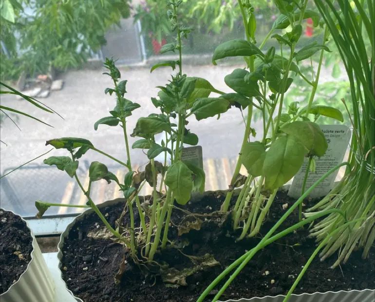 Seedlings and young plants root rot in spinach