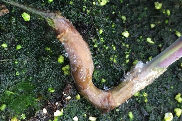 How to Diagnose Spinach Root Rot