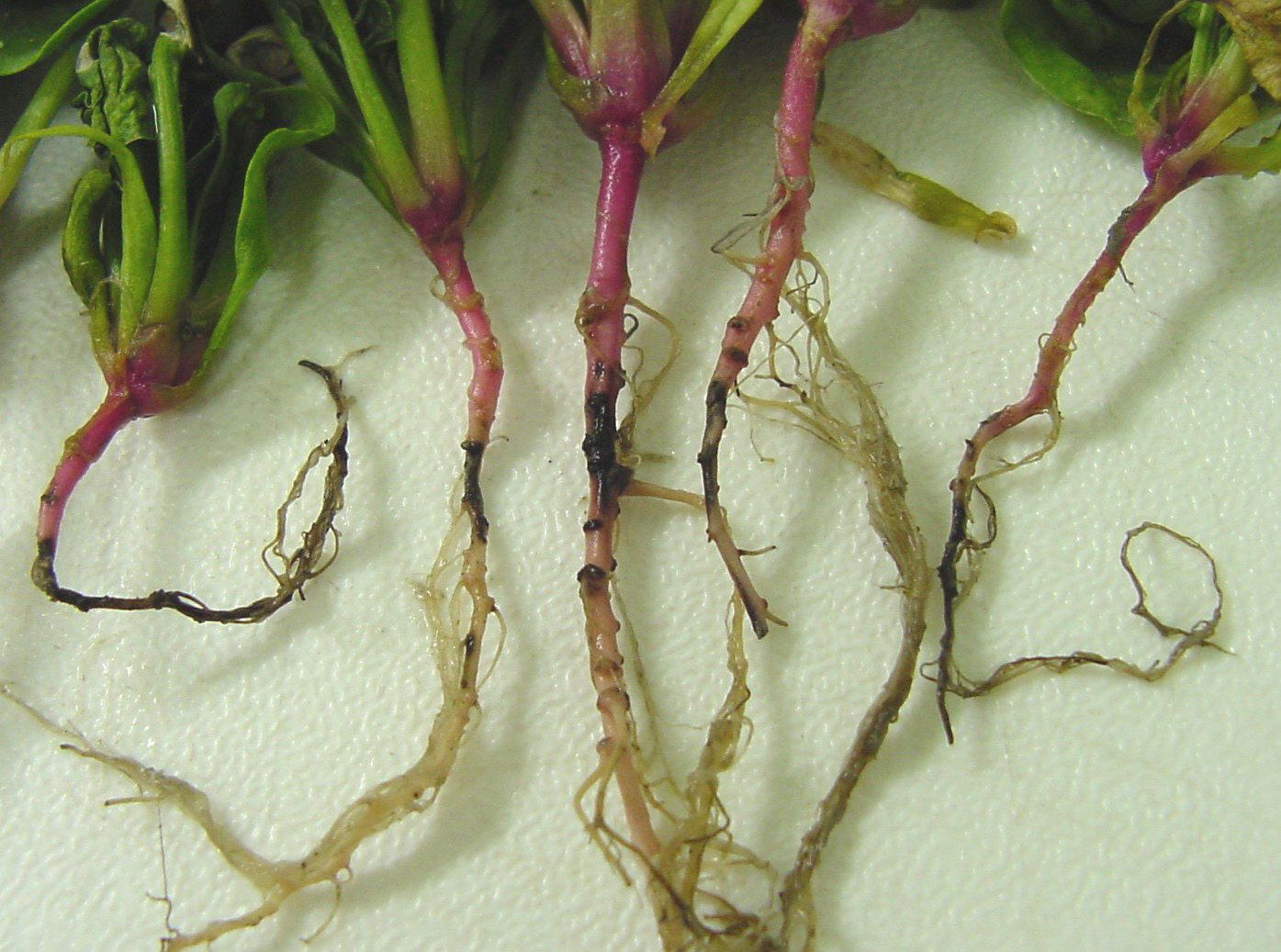 Only feeding nitrogen, ignoring P and K in spinach causes weak roots