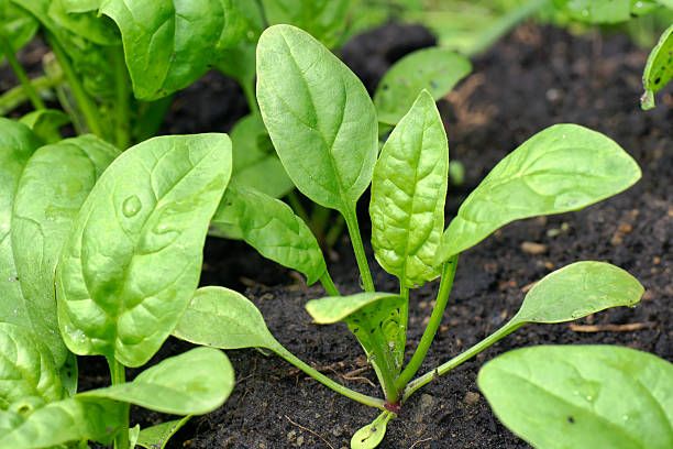 Stunted Spinach Plants with Limited Foliage Stunted plants with few leaves in spinach