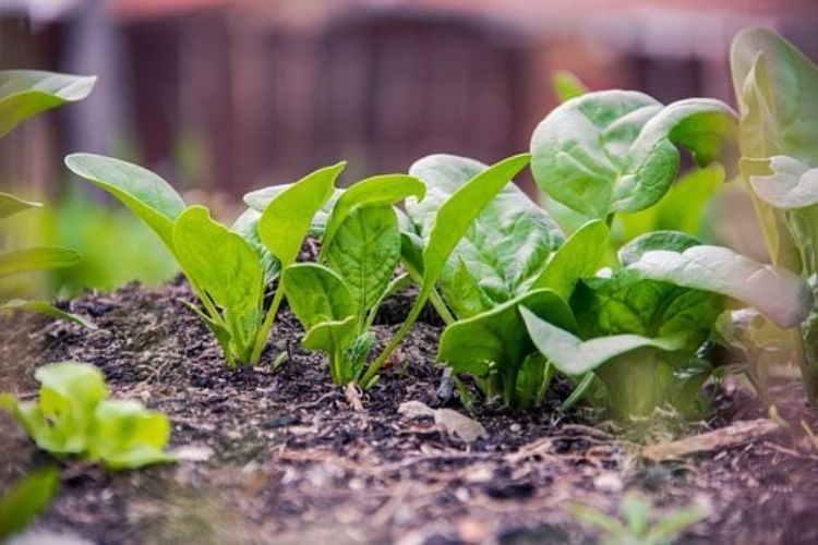 Importance of Soil for Growing Spinach Why Soil Matters for Spinach