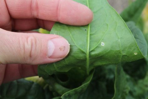 How to Identify Leaf Miner Damage on Spinach