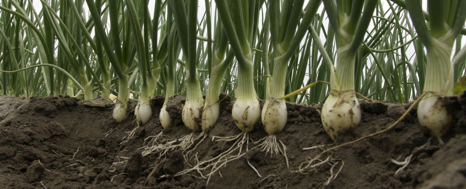 Sulfur deficiency in onion