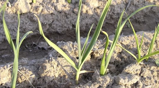 Nitrogen deficiency in onion