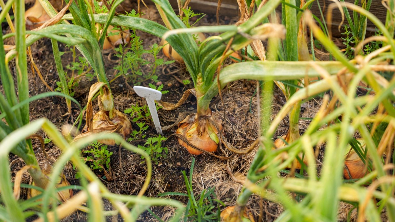 Wilting Onion Plant in Garden Onion Wilting
