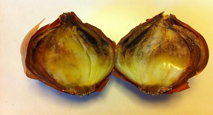 Understanding Soft Rot in Onions Soft Rot in onion
