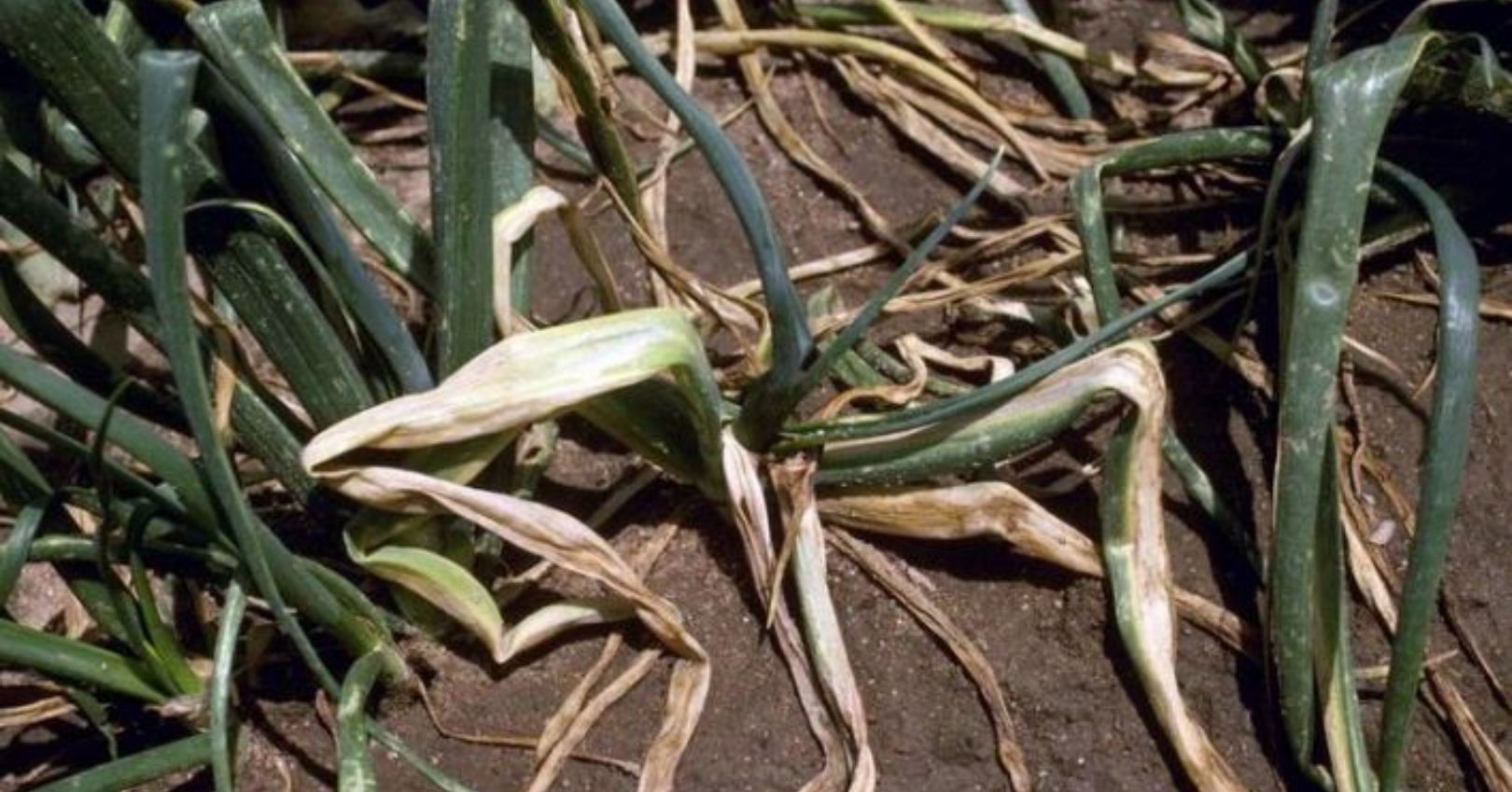 Bacterial Wilt Affecting Onions bacterial wilt in onion
