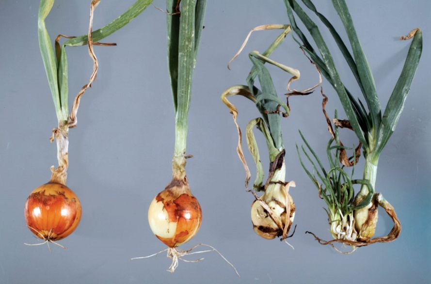 Stem and Bulb Nematodes in Onion Crop Stem and Bulb Nematodes in onion