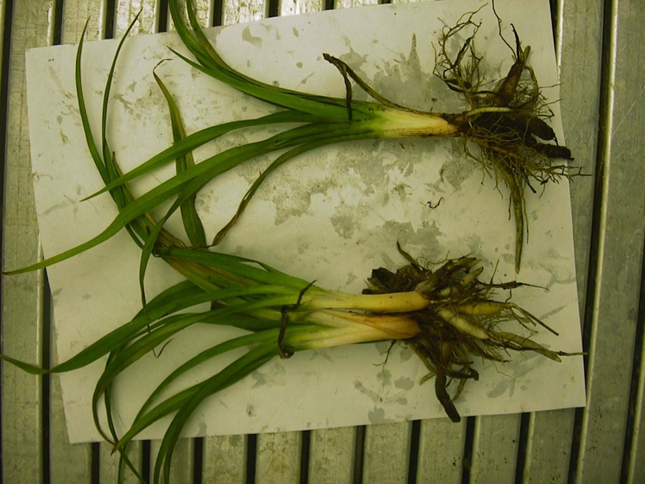 Pythium root rot in onion