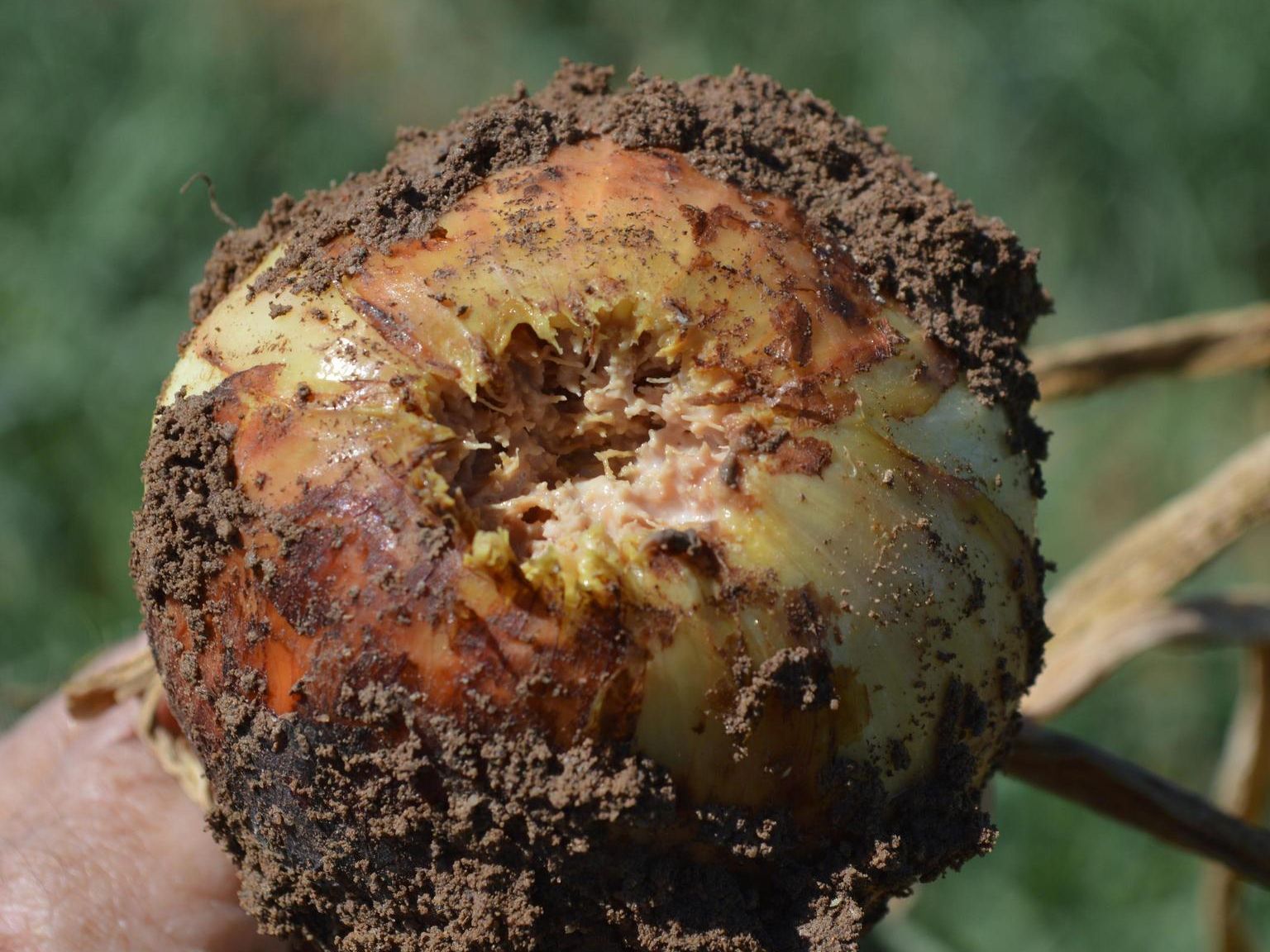 Fusarium Basal Rot in onion