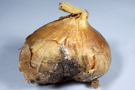 White rot (Sclerotium cepivorum) in onion