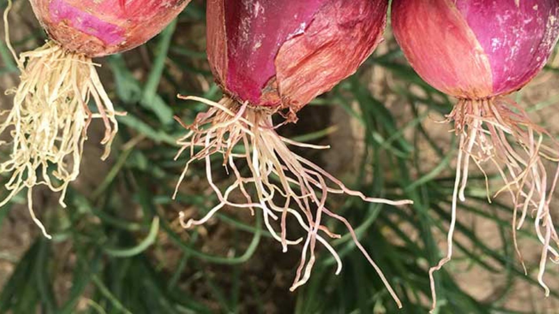 pink root in onion