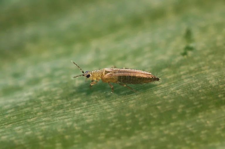 Thrips Infestation in Onion Plants Pests (thrips) causing leaf browning in onion