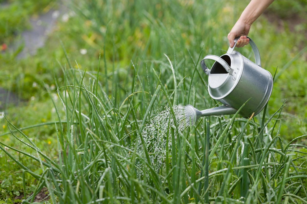 Why Watering Matters for Onions
