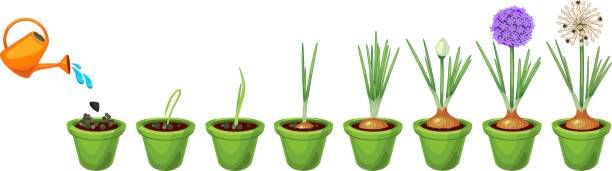 Onions by Growth Stage