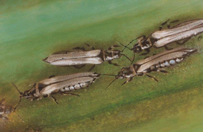 Onion thrips (Thrips tabaci)