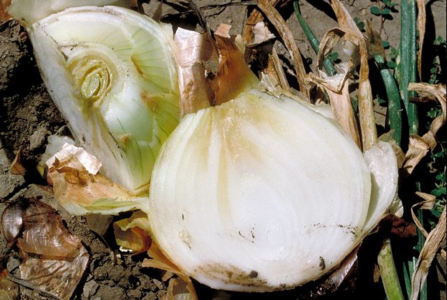 Bacterial or center rot in onion