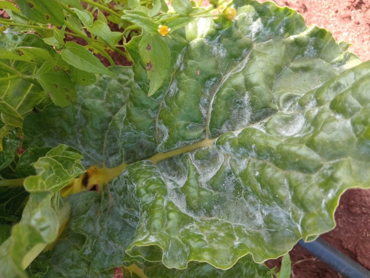 Understanding Powdery Mildew on Spinach What Is Powdery Mildew on Spinach