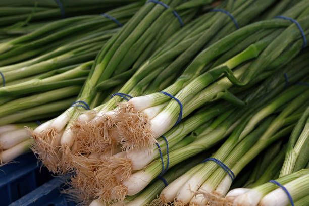 Fresh Bunching Onions Ready for Harvest bunching onions