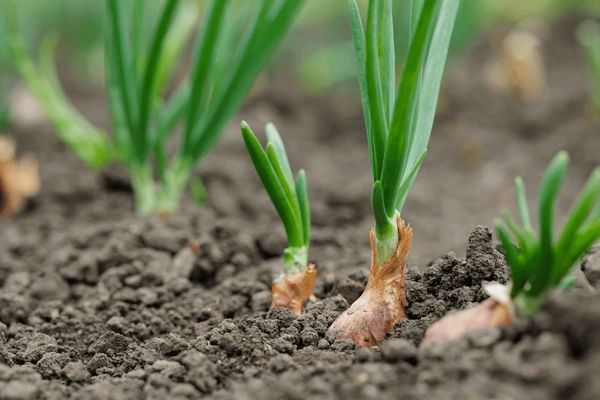 Fresh Bulbing Onions in a Garden Bulbing onions