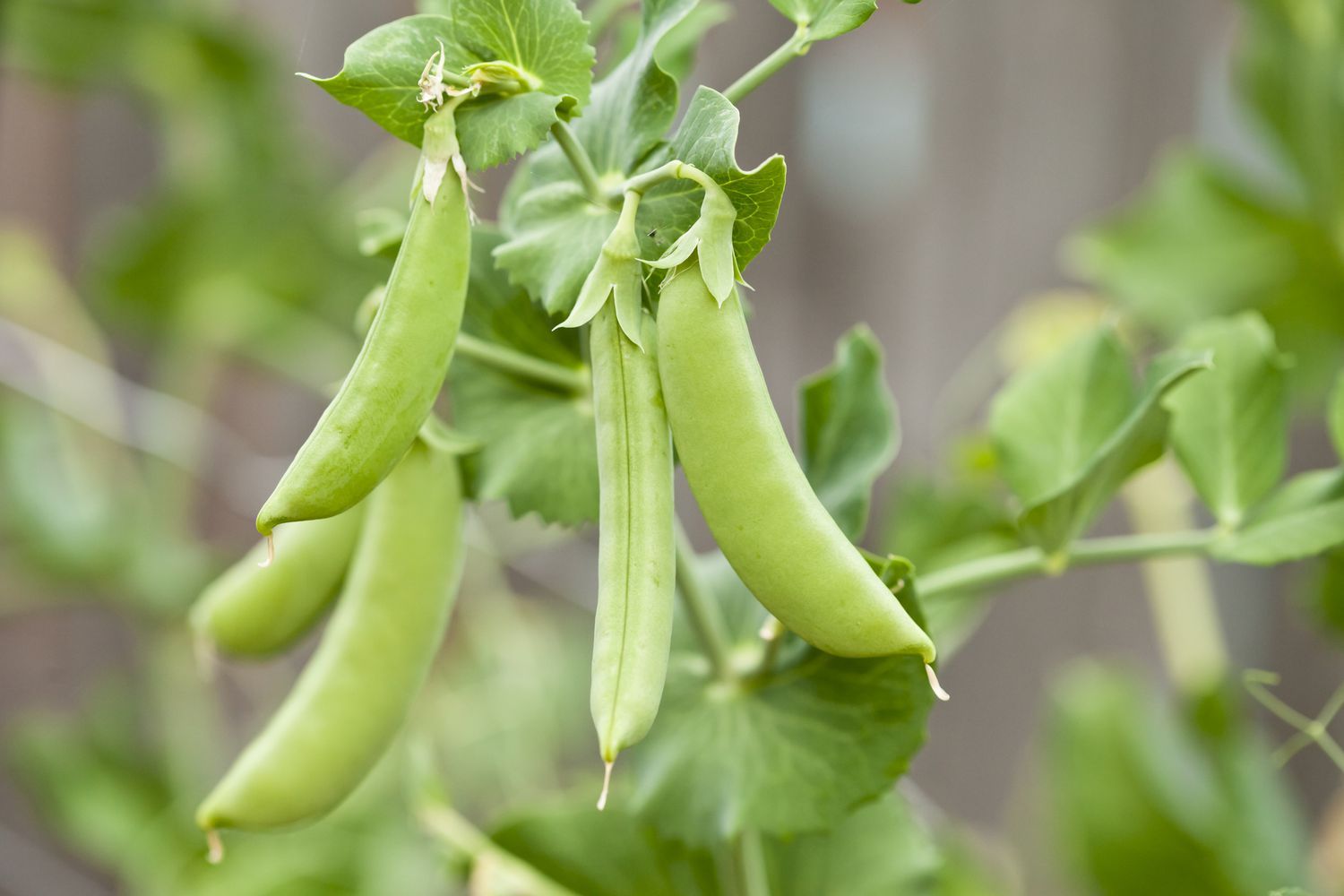 Top Companion Plants for Spinach: Peas and Beans Best spinach companion plants Peas and beans