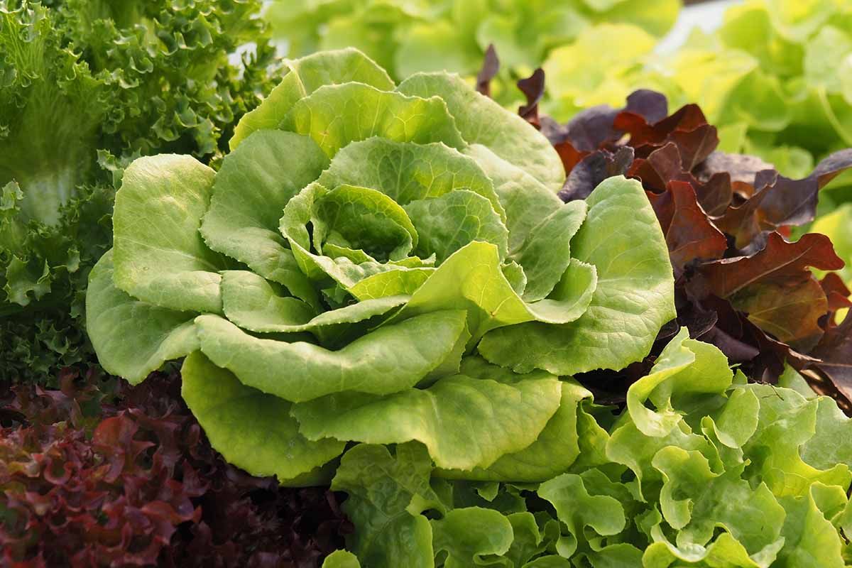 Spinach and Lettuce Companion Planting Guide Best spinach companion plants lettuce