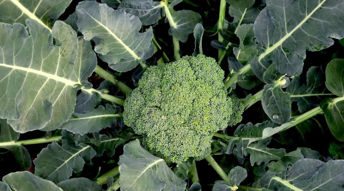 Top Companion Plants for Spinach and Broccoli Best spinach companion plants broccoli