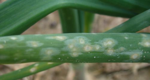 Botrytis Leaf Blight in onion