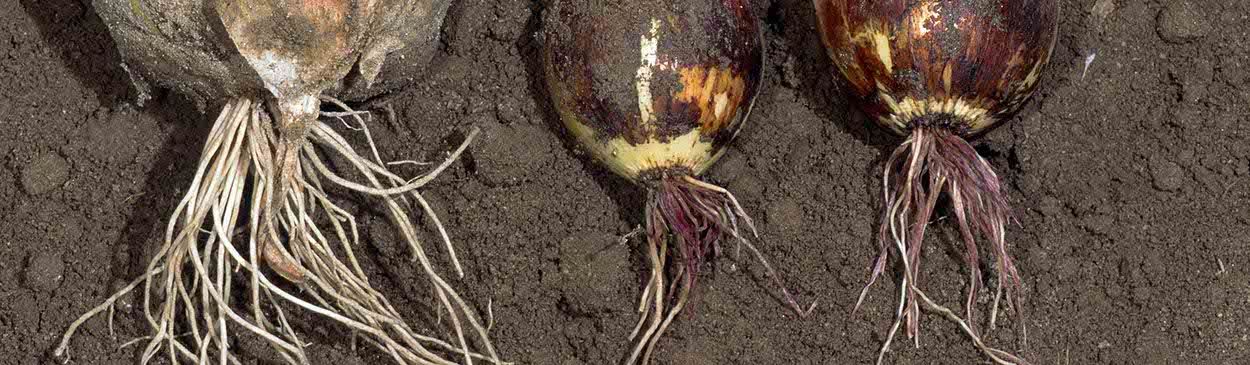 pink root in onion
