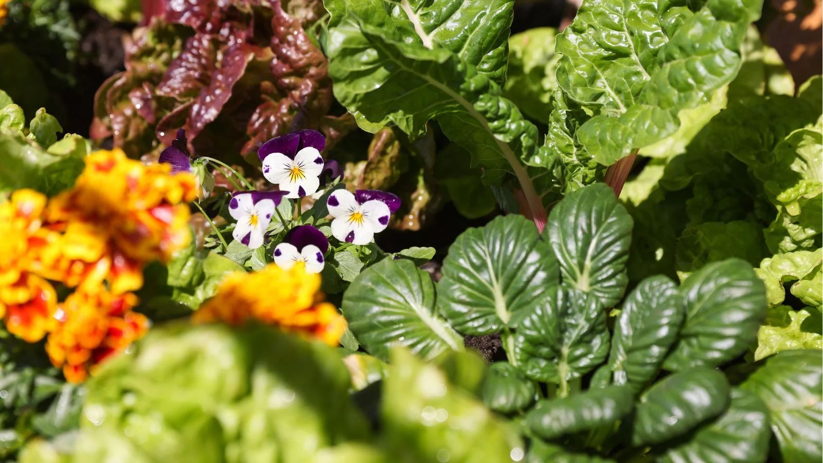 Top Companion Flowers for Spinach Growth best spinach companion plants flowers