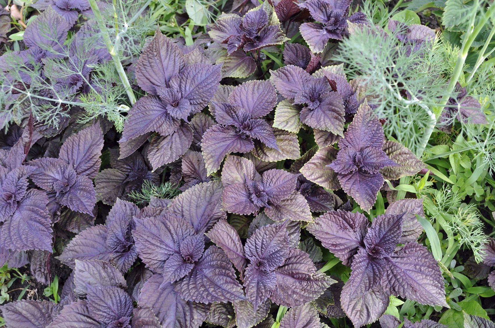 Top Companion Herbs for Spinach Growth best spinach companion plants herbs like dill