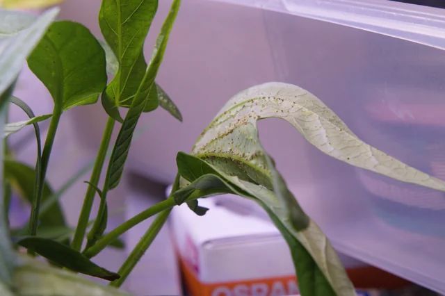 Why spinach is sensitive to overwatering