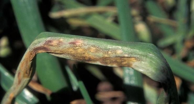 Understanding Onion Downy Mildew Disease What Is Onion Downy Mildew?