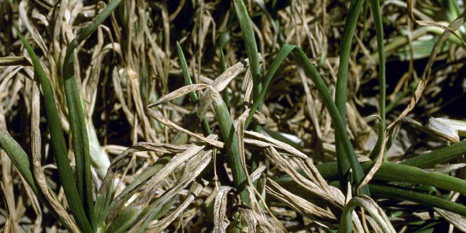 Symptoms of Disease in Onion Plants progressed Symptoms on Onion Plants