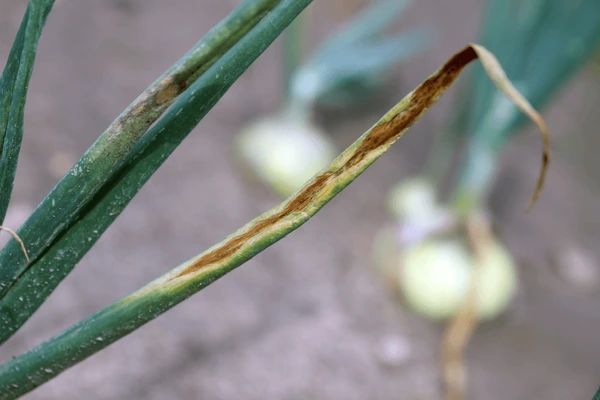 Understanding Onion Downy Mildew Development How Onion Downy Mildew Develops