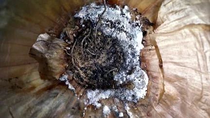 What Is Onion White Rot?