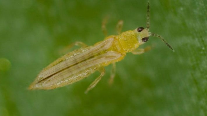 thrips Life Cycle and Where They Hide