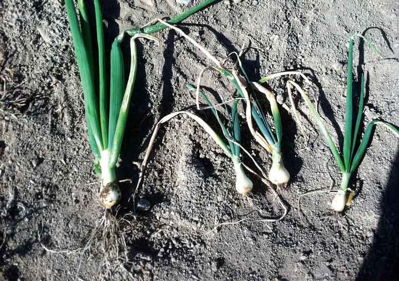 Signs of Poor Onion Growth Signs Your Onions Are Not Growing Properly