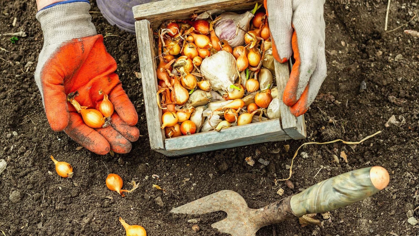 Impact of Crowding on Onion Growth Crowding and Poor Spacing in onion causes not growiung