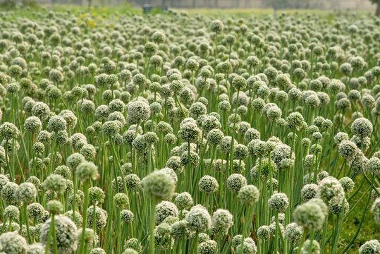 Understanding Onion Bolting Phenomenon onion Bolting