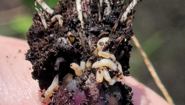 Understanding Onion Maggots Onion maggots