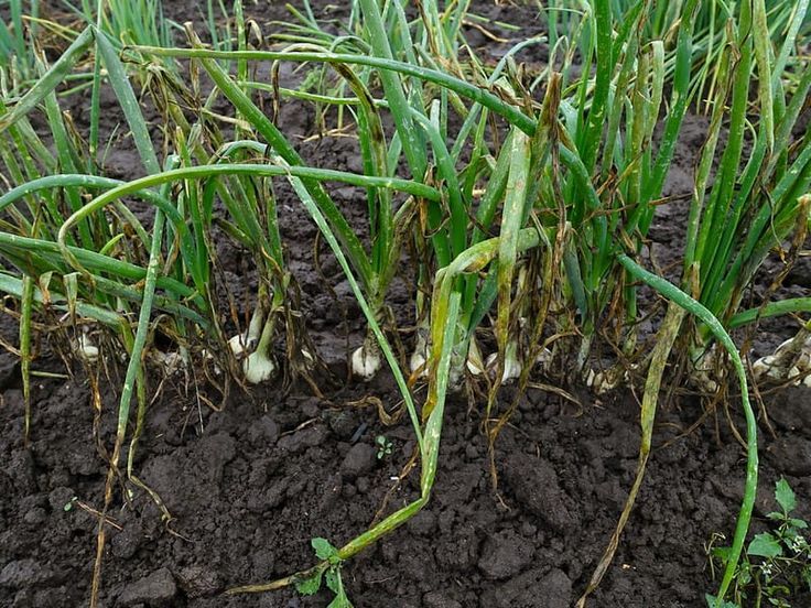 Signs Your Onions Get Wrong Sunlight Amount (yellowing leaves)