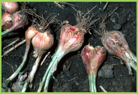 Basal rot in onion